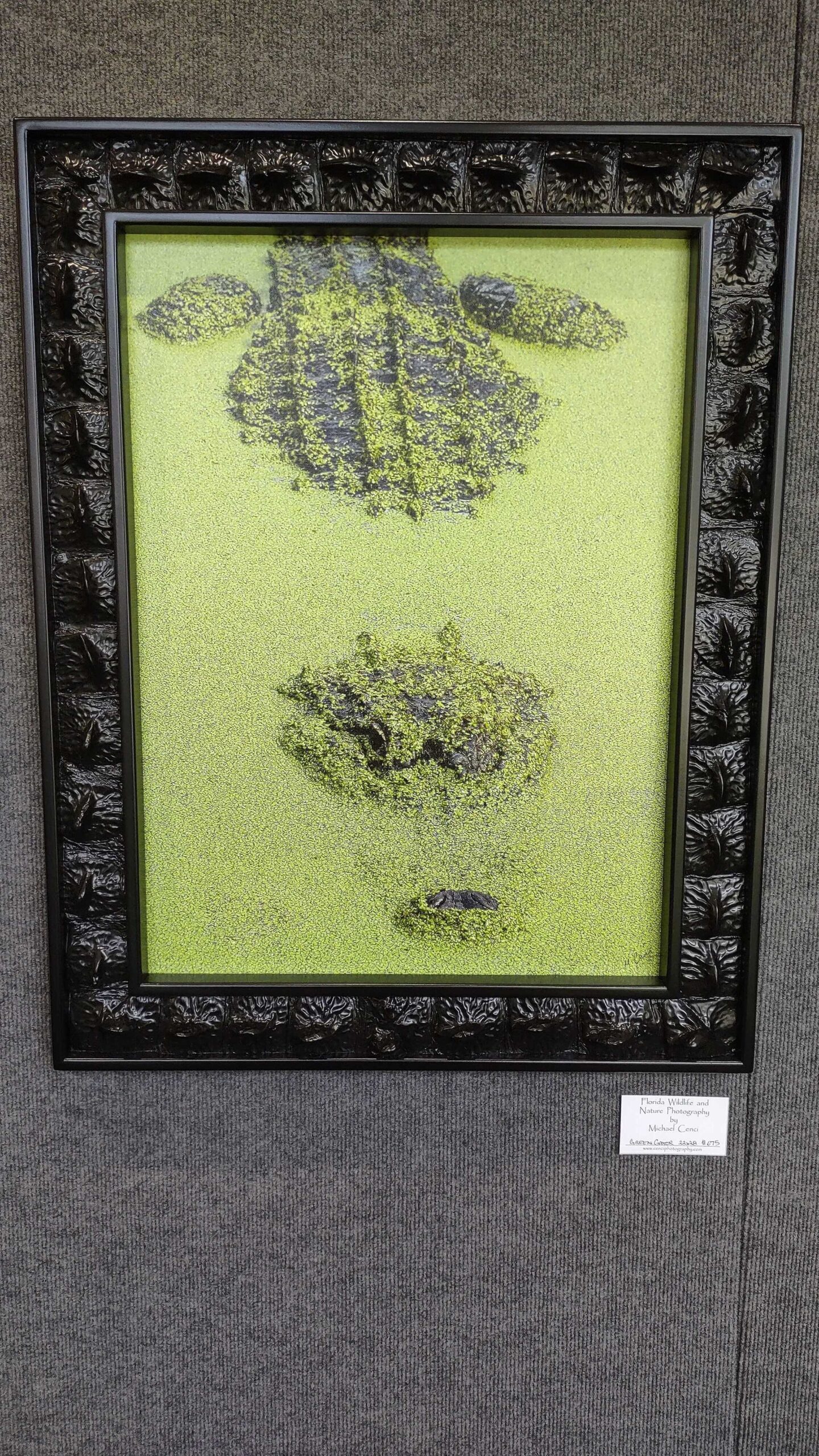 A framed picture of a crocodile on display.