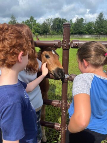 A group of kids petting a horse behind a fence.