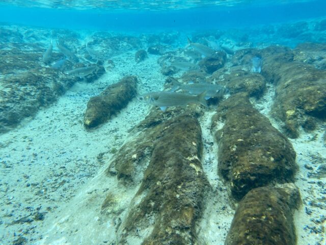 Underwater scene with a school of fish swimming over a sandy, rocky seabed, illuminated by sunlight.