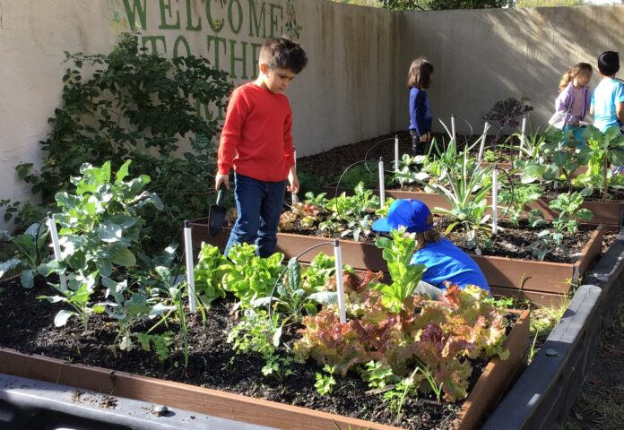 A group of children are planting vegetables in a raised garden.