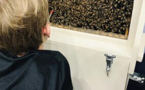 Child looks closely at a glass-covered box containing a colony of bees. An adult's hand is visible pointing inside the box.