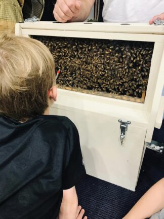 Child looks closely at a glass-covered box containing a colony of bees. An adult's hand is visible pointing inside the box.