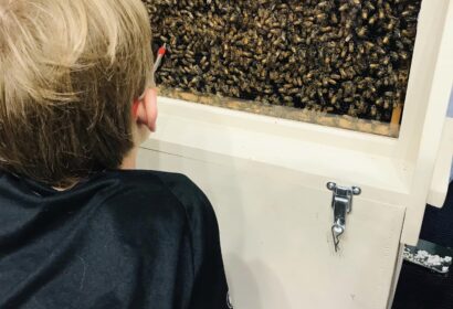 Child looks closely at a glass-covered box containing a colony of bees. An adult's hand is visible pointing inside the box.