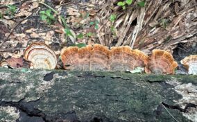 Fungi with wavy, layered caps in shades of brown and orange grow on a decaying log in a forest setting.