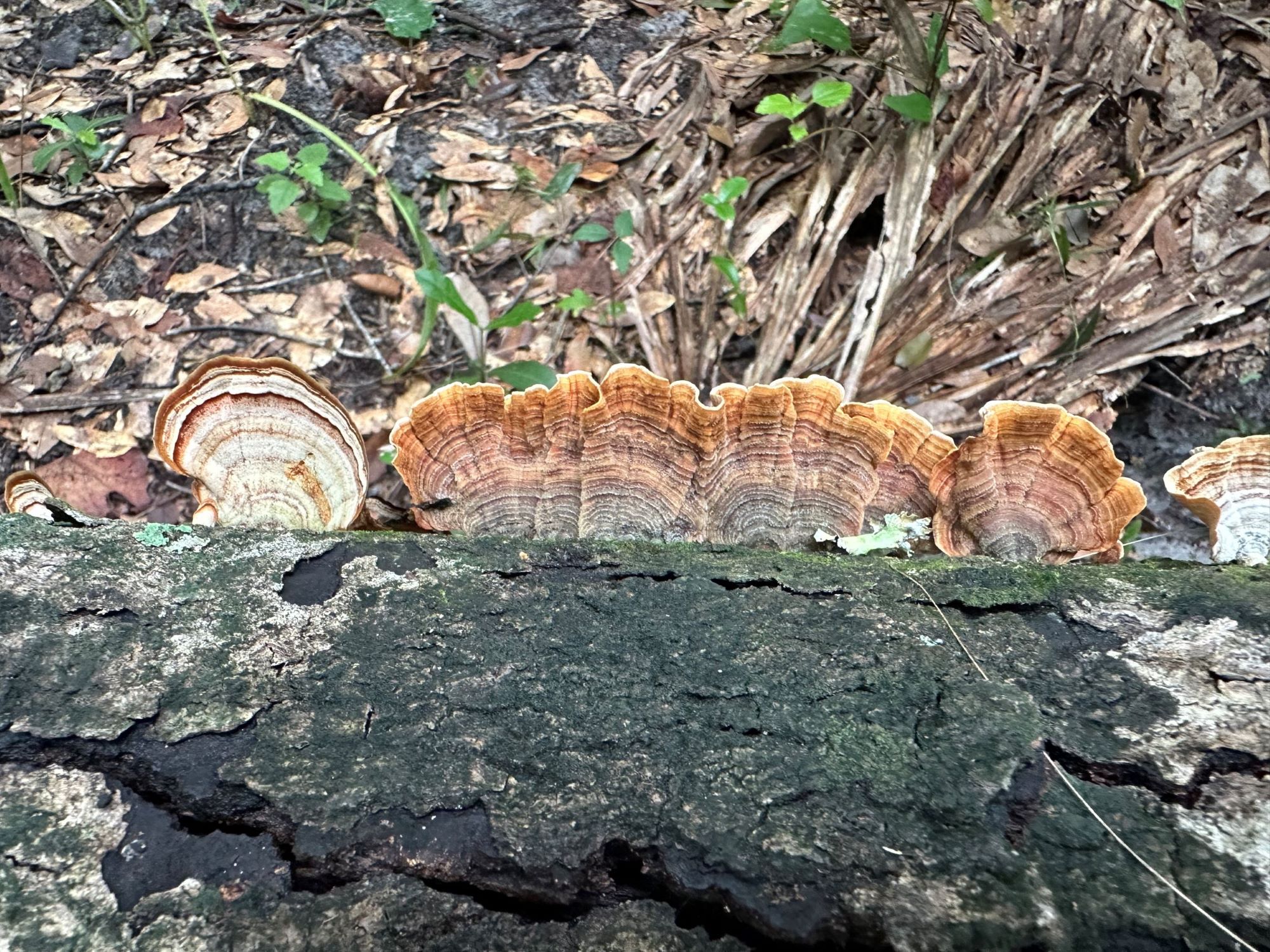 Fungi with wavy, layered caps in shades of brown and orange grow on a decaying log in a forest setting.