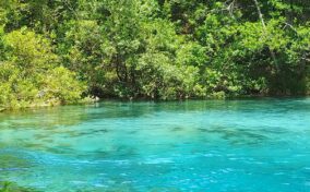 A clear blue river flows surrounded by dense green foliage.