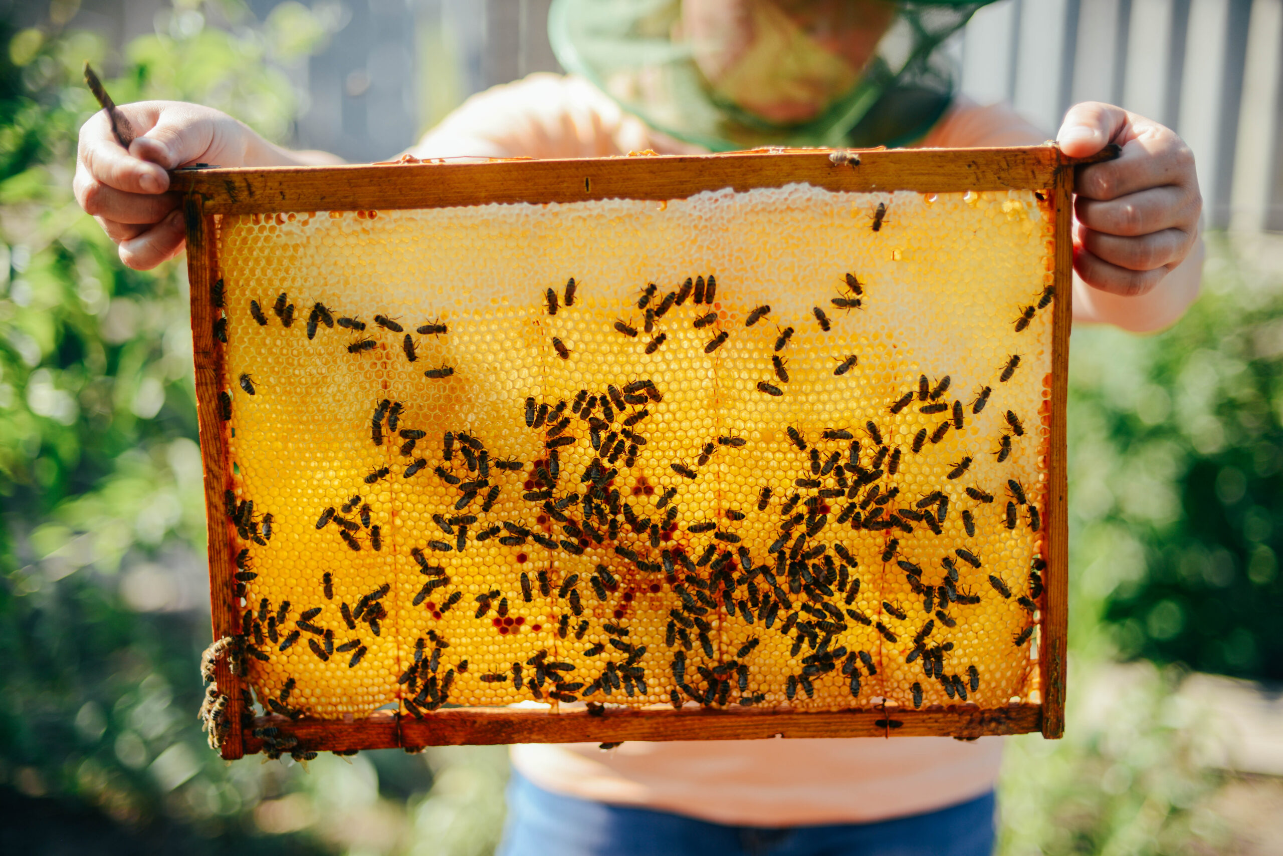 Person holding a wooden honeycomb frame covered with bees in an outdoor setting, likely part of a beekeeping activity.